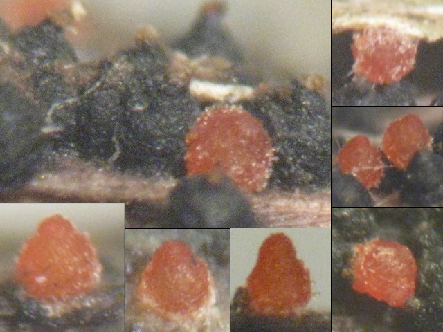 macrostoma
