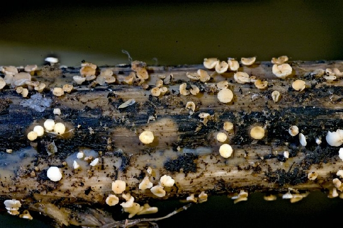 macrostoma