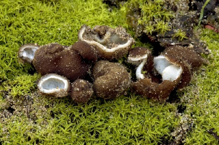macrostoma