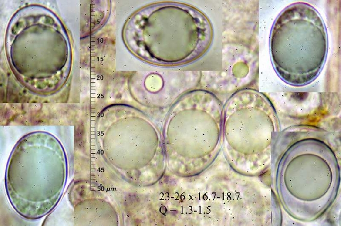 macrostoma