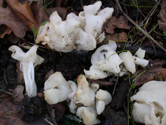 macrostoma
