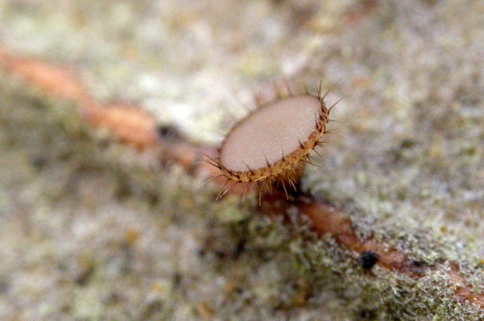 macrostoma