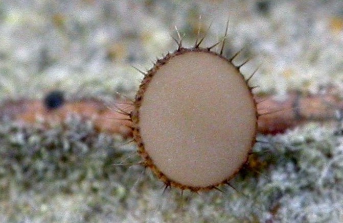 macrostoma