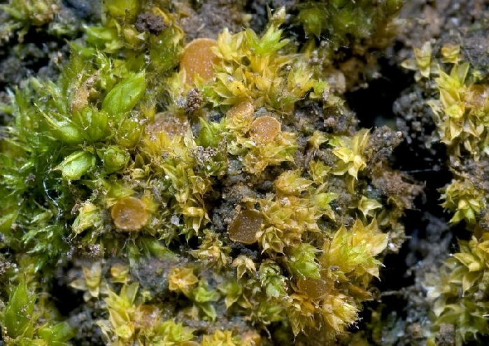 macrostoma