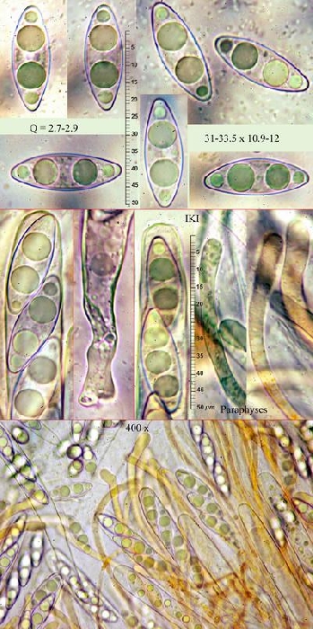 macrostoma