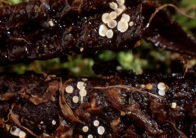 macrostoma