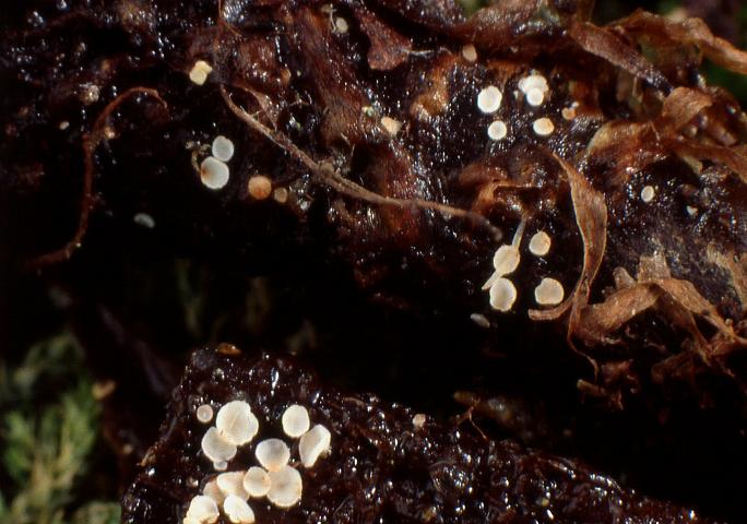 macrostoma