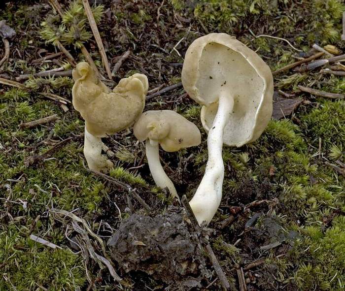 macrostoma