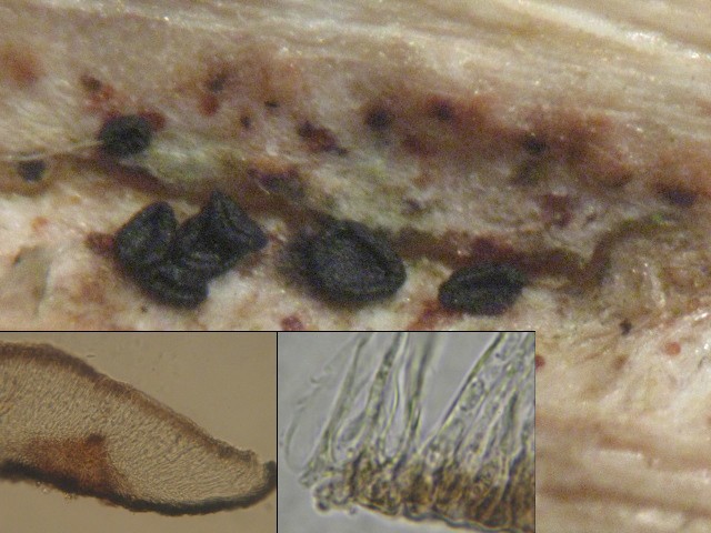 macrostoma