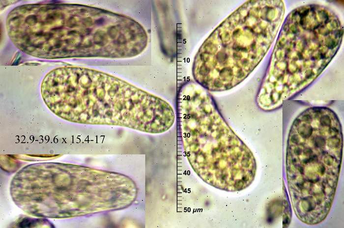 macrostoma