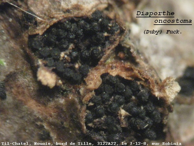 macrostoma