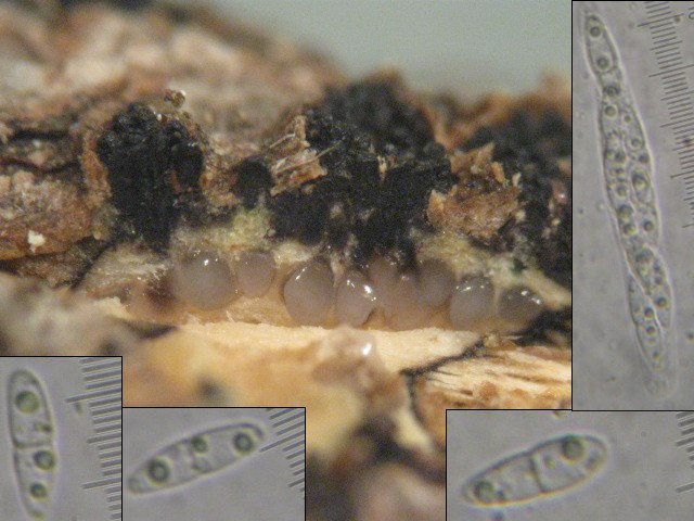 macrostoma