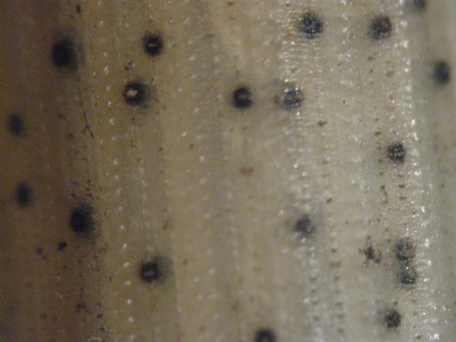 macrostoma