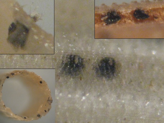 macrostoma