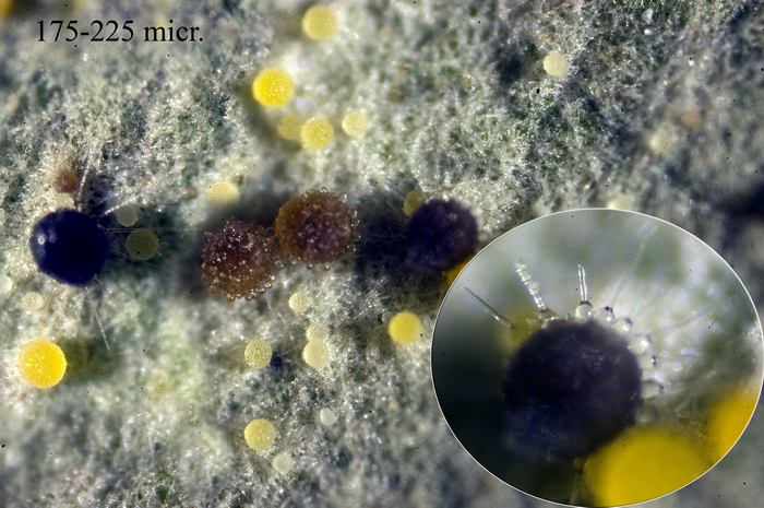 macrostoma