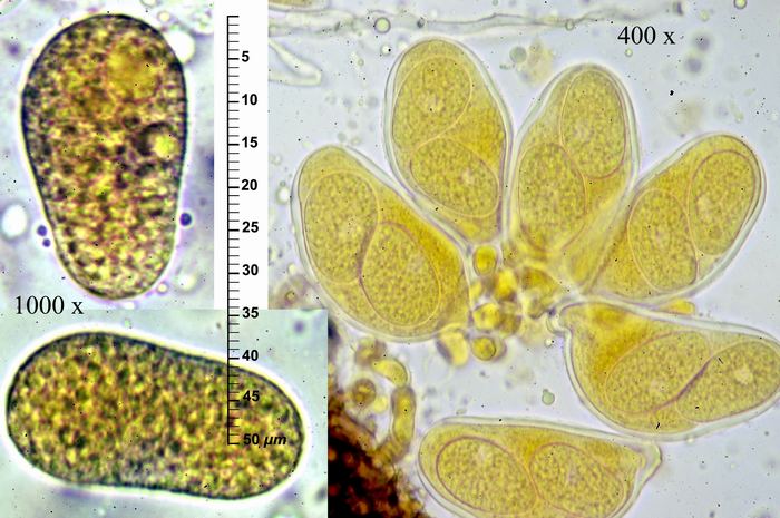macrostoma