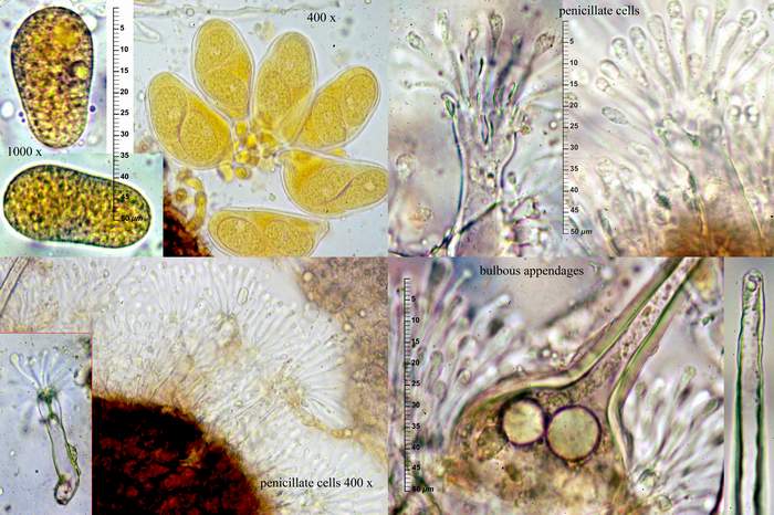 macrostoma
