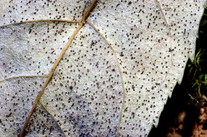 macrostoma