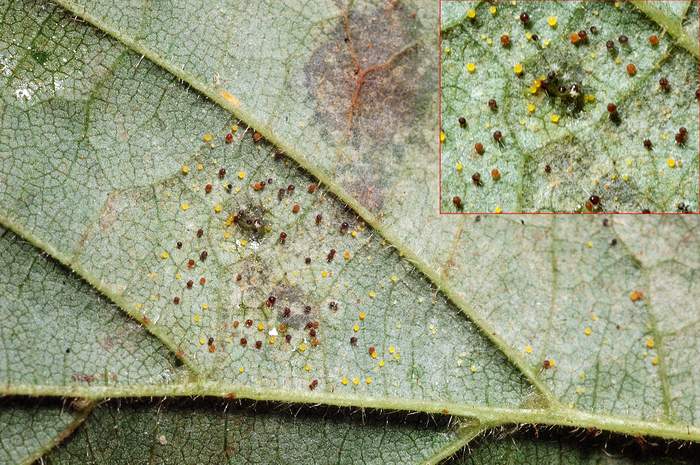 macrostoma