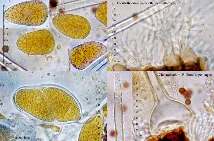 macrostoma