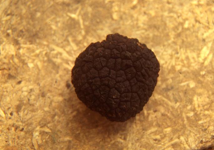 macrostoma