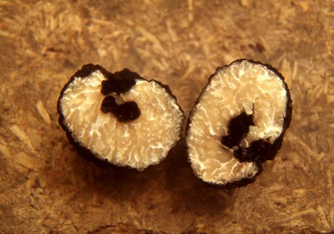 macrostoma