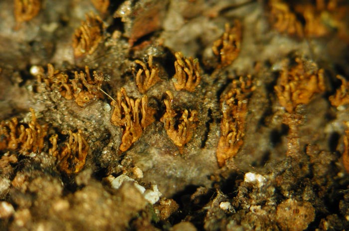 macrostoma