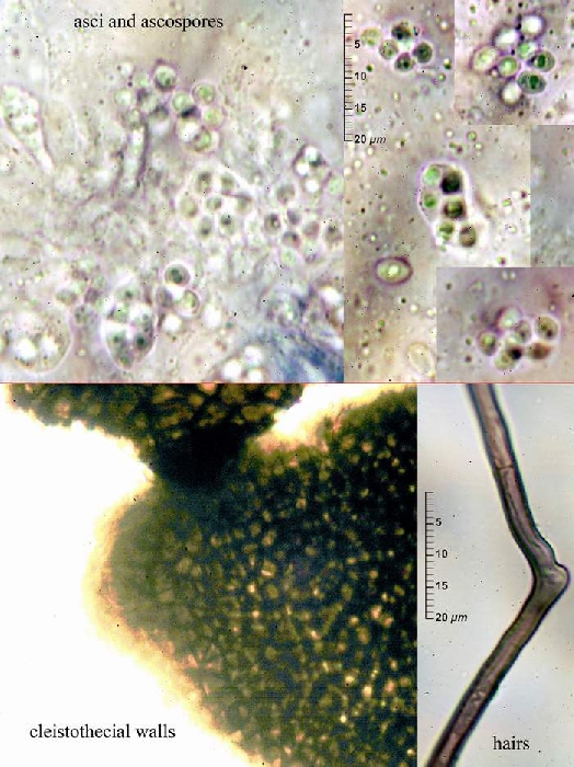 macrostoma