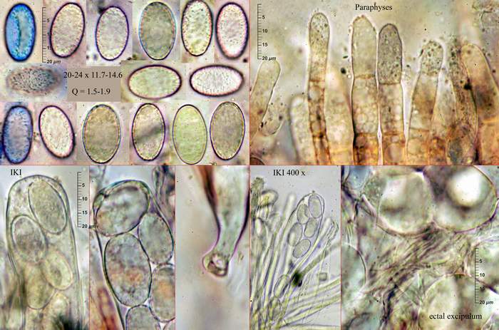 macrostoma