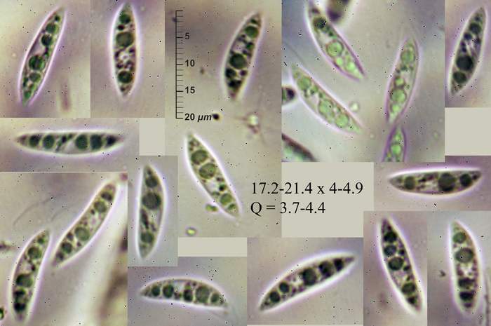 macrostoma