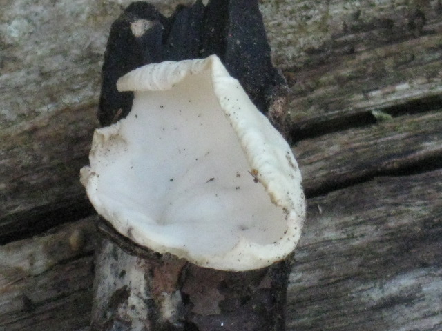 macrostoma