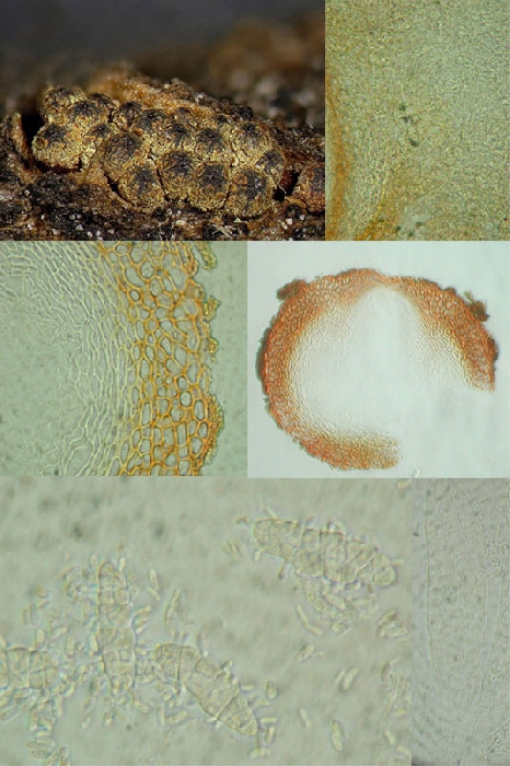 macrostoma