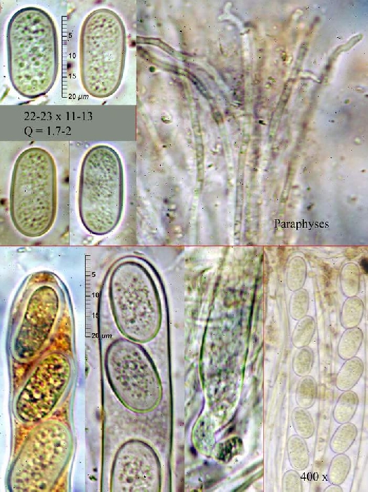 macrostoma