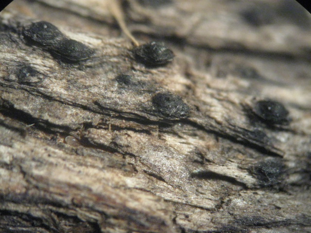 macrostoma