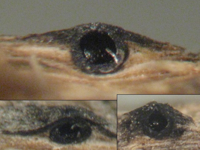 macrostoma