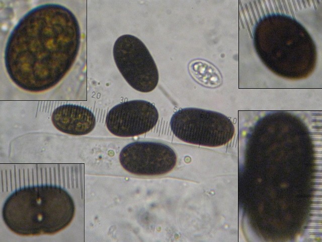 macrostoma