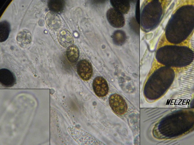 macrostoma
