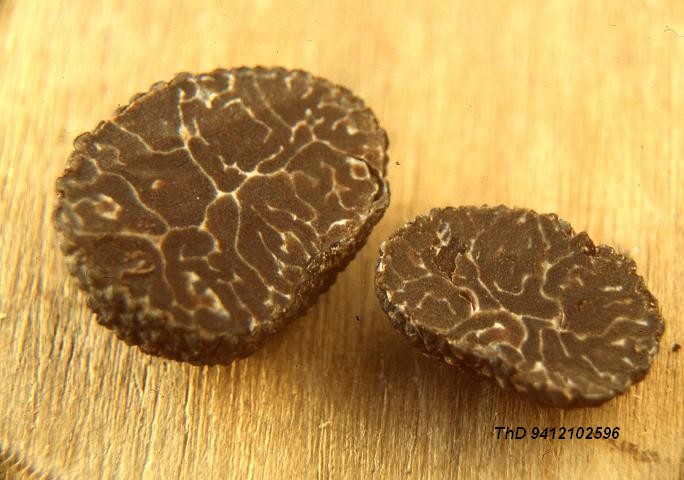 macrostoma