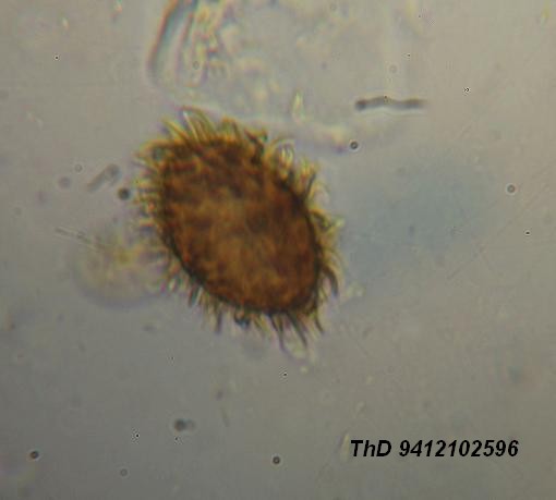 macrostoma