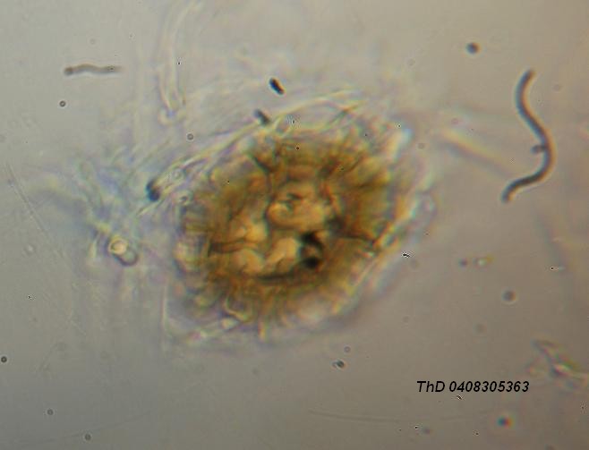 macrostoma