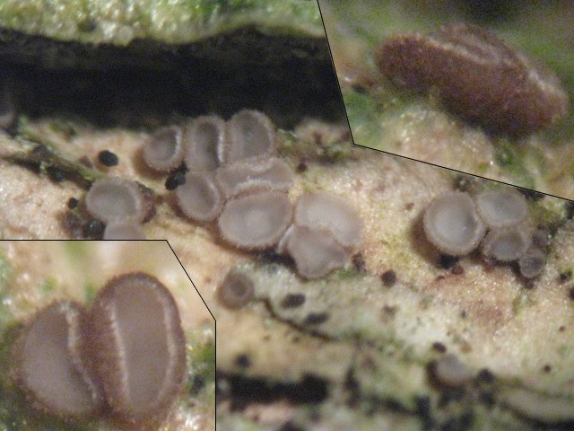 macrostoma