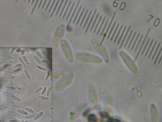 macrostoma