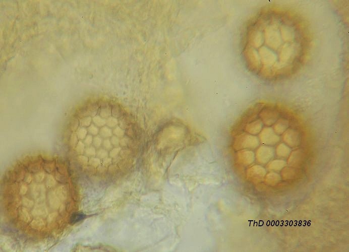 macrostoma