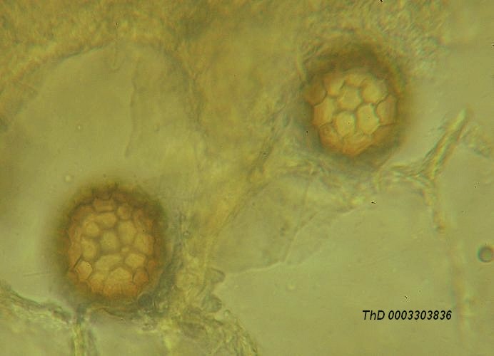 macrostoma