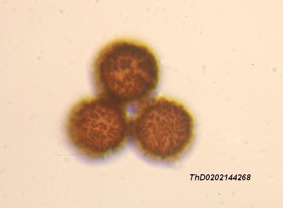 macrostoma