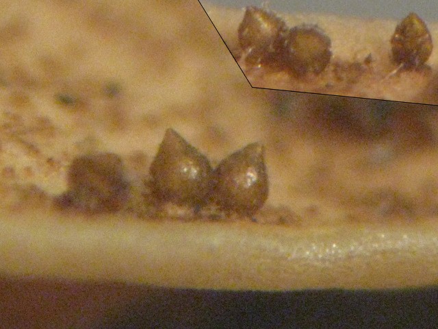 macrostoma