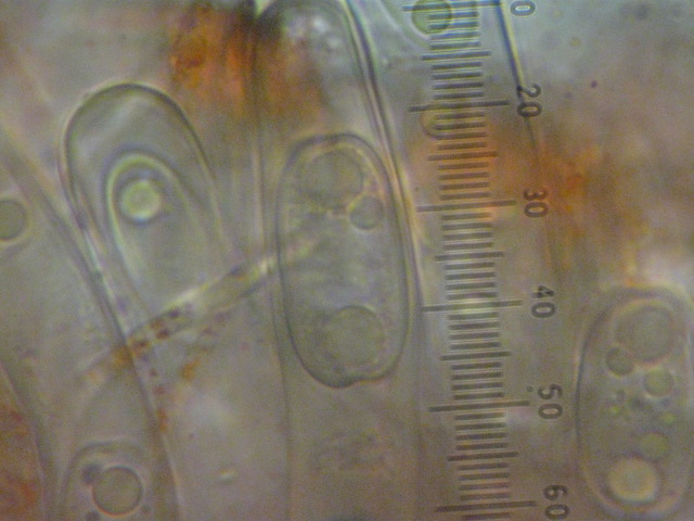 macrostoma