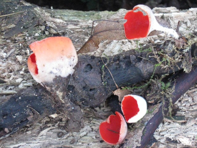 macrostoma