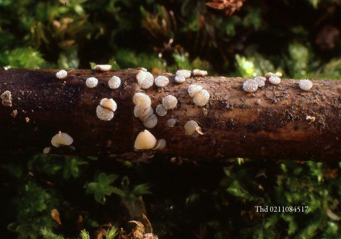 macrostoma