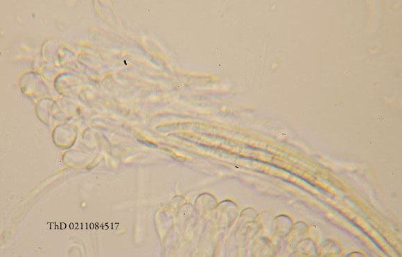macrostoma